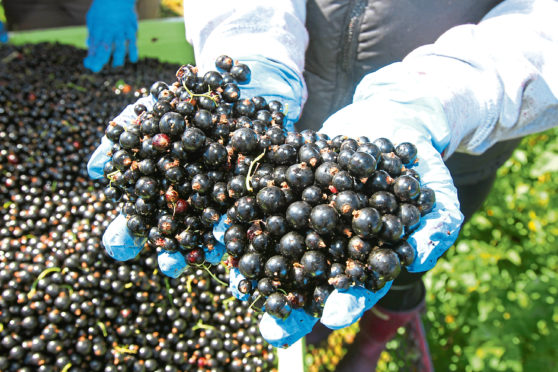 Courier farming- East Adamston Farm,blackcurrants,Ribena day on saturday,feature by Nancy,picture shows; Andrew Husband with his blackcurrants,wednesday 2nd august.