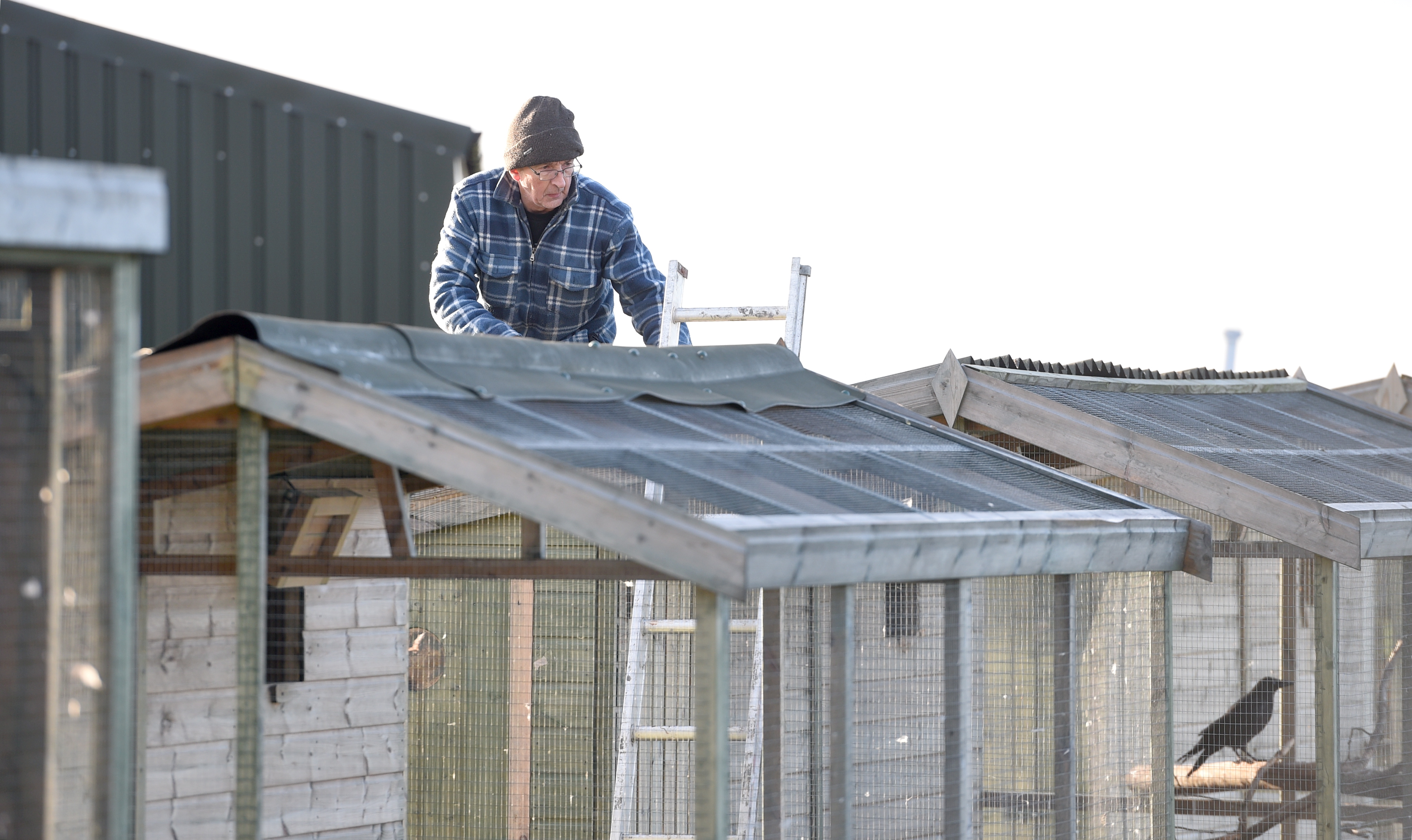Volunteer Pete Bruce is working to put new roofing on the aviaries
