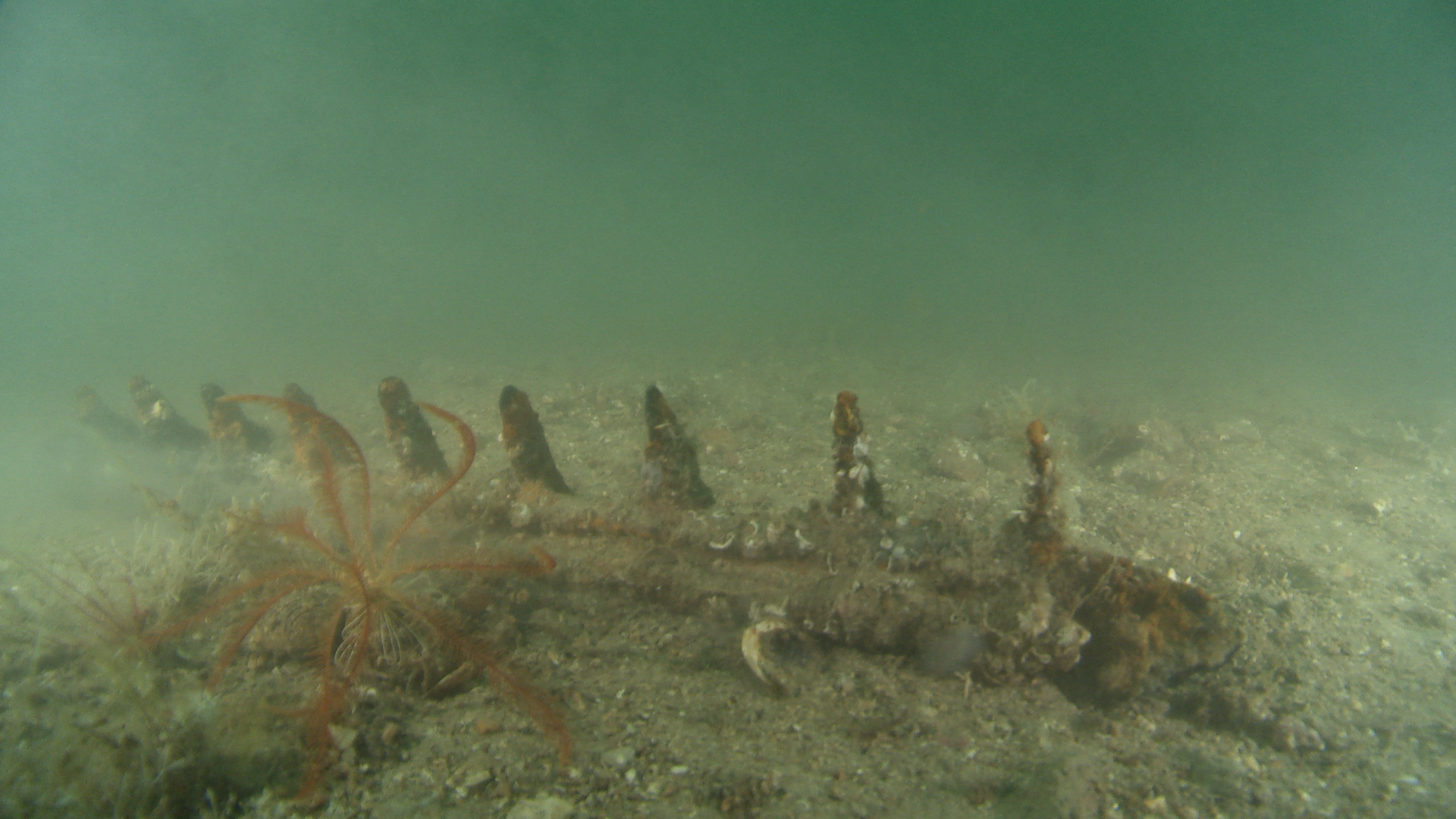 An image of the sea bed in Oban which alleges to show signs of illegal dredging.