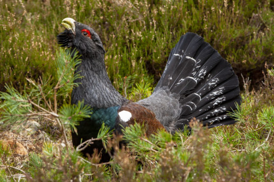 A capercaillie