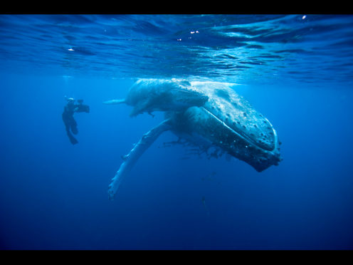 Doug Allan filming Humpback whale mother and calf (Megaptera novaeangliae), Kingdom of Tonga, South Pacific, during filming for Planet Earth, Sept 2005.