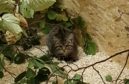 The kitten found by Wildcat Haven in Aberdeenshire