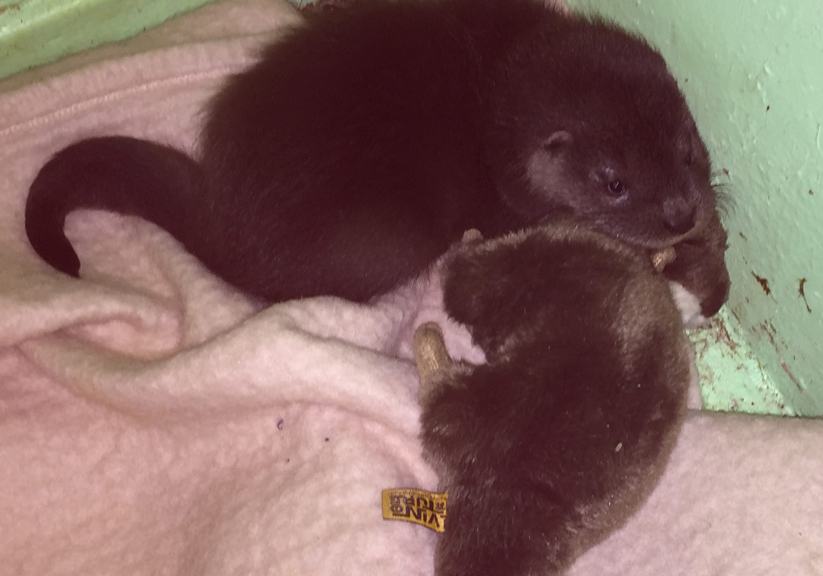The otter cub was discovered by Paul and Grace Yoxon of the International Otter Survival Fund (IOSF)