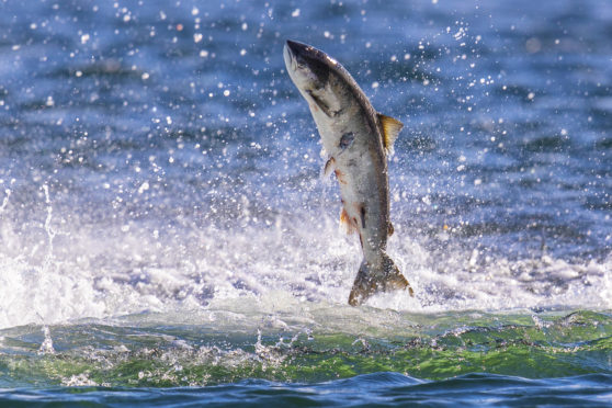 Atlantic salmon has been identified as at risk. (Picture: Charlie Phillips)