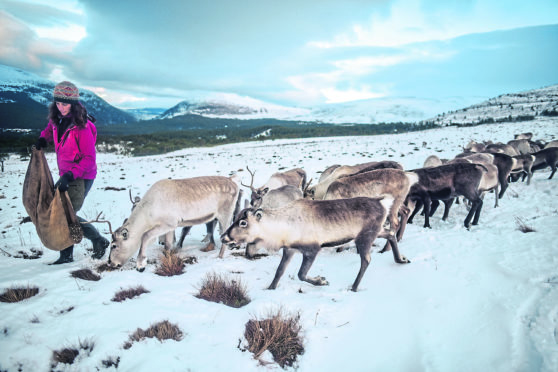 Reindeer in the  Cairngorms