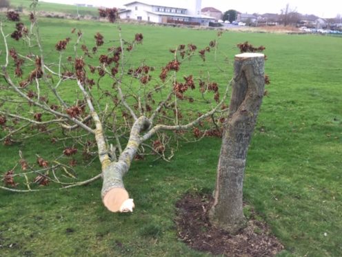 One of the trees sawed in half near Loirston Close