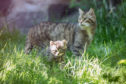 Wildcat kittens at the Highland Wildlife Park.