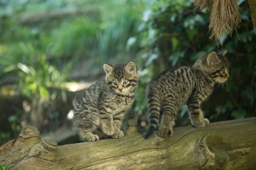 Wildcat kittens at the Highland Wildlife Park.