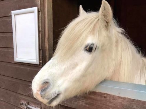 Nibbles the horse, who lives at Willows.