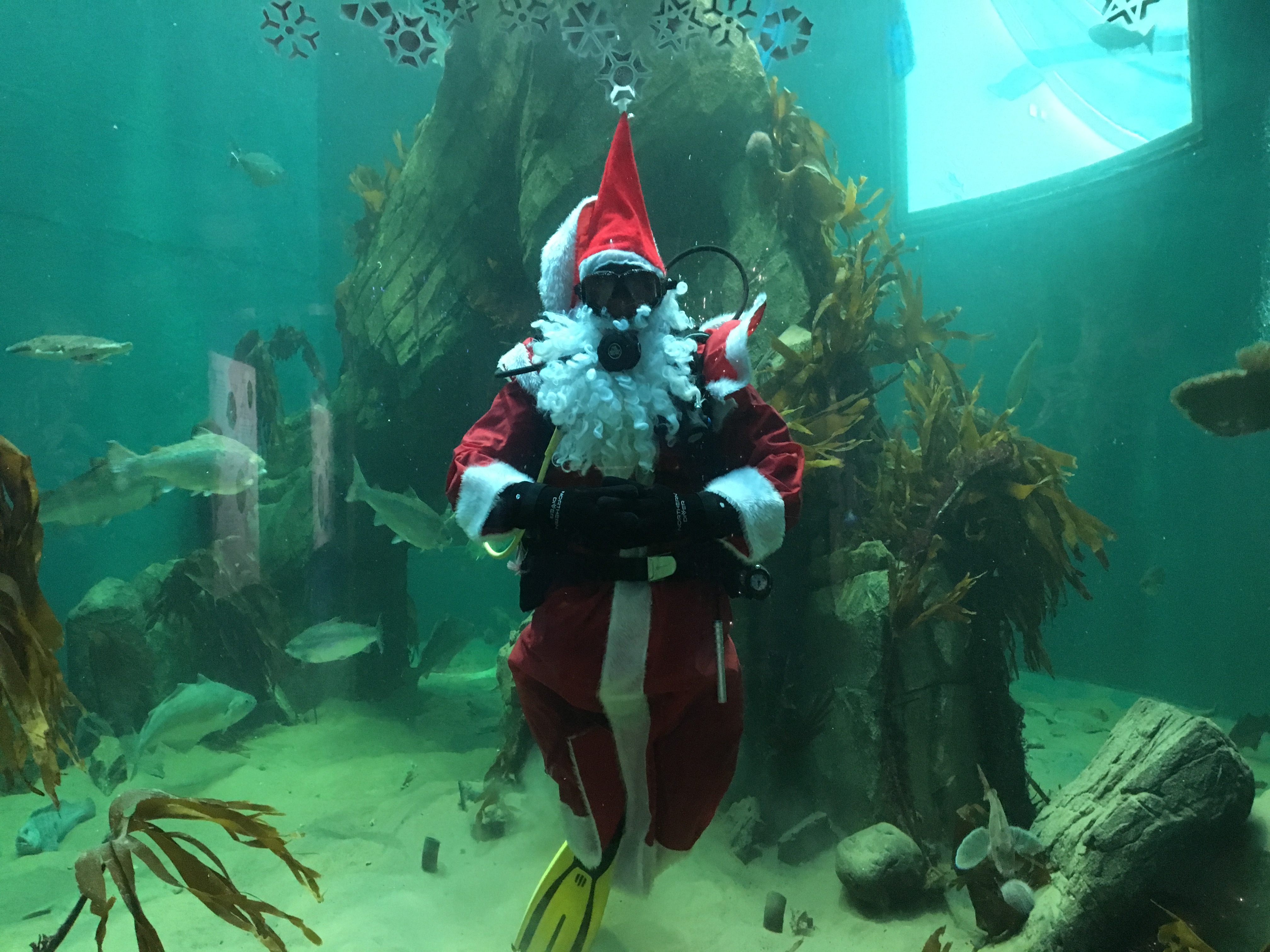 Santa at Macduff aquarium