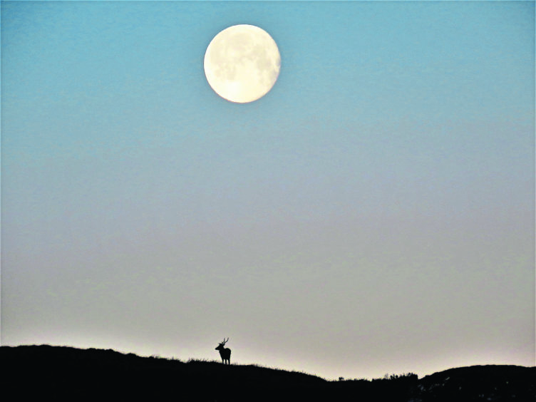 Full moon at sunrise on Christmas Eve over hills west of Beauly. Photograph by Val Ross Clashandorran.