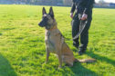Police dog Draak at the launch of the Scottish Government consultation