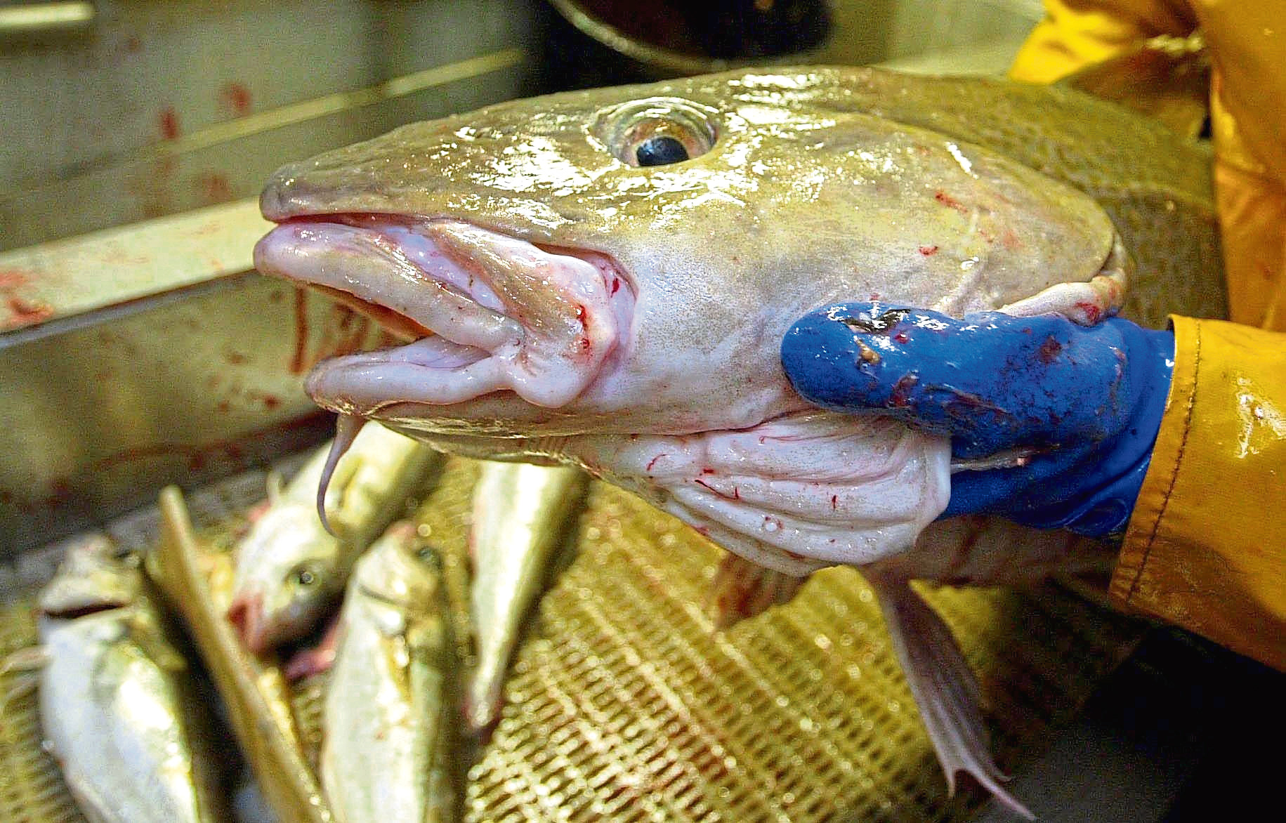 Cod caught by a pair-trawled catch from between Norway and the Shetland Islands in the North Sea.