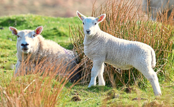 With lambing season underway, campaigners are pleading with dog owners to take extra care