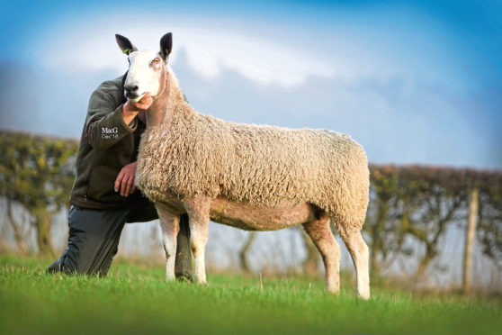 The top priced ewe at the Rossiebank flock dispersal selling for 4,800gn to Mike Anderson Farming, Ballindalloch.
