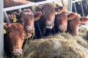 Turnover increased at the animal feed firm.