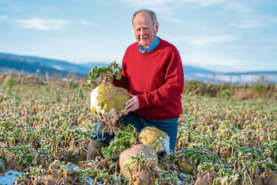 Leslie Shepherd with one of his prize-winning neeps.