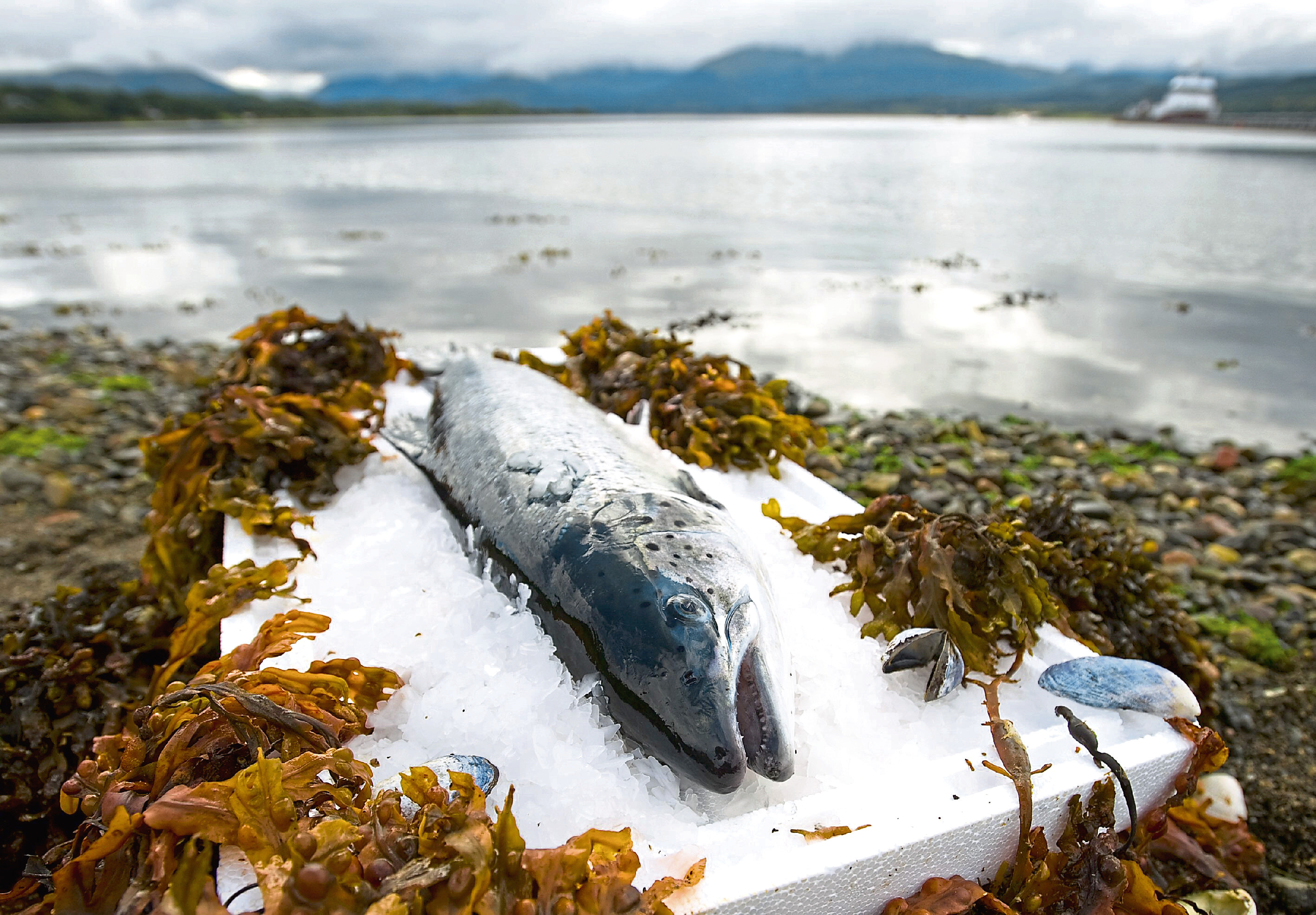 Scottish salmon submitted image: Salmon on ice.