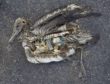 Plastic pollution is harmful for marine life - this dead albatross chick’s stomach was full of plastic waste. The chick was photographed on Midway Atoll National Wildlife Refuge in the Pacific include plastic marine debris fed the chick by its parents.
Photo taken by Chris Jordan (Creative commons)