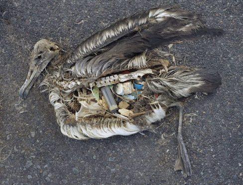 Plastic pollution is harmful for marine life - this dead albatross chick’s stomach was full of plastic waste. The chick was photographed on Midway Atoll National Wildlife Refuge in the Pacific include plastic marine debris fed the chick by its parents.
Photo taken by Chris Jordan (Creative commons)