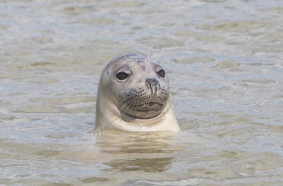 A seal.