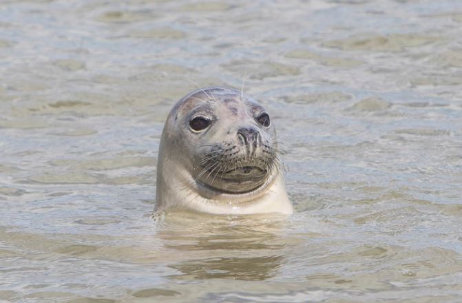 A seal.