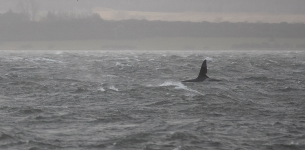 Orca John Coe was spotted near Chanonry Point in the Black Isle by Whale and Dolphin Conservation field officer Charlie Phillips