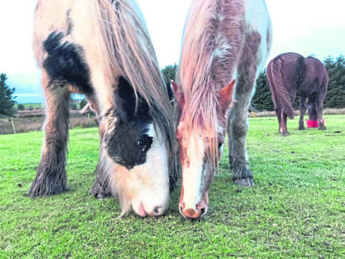 Polly and Georgie, horses at Willows Animal Sanctuary
