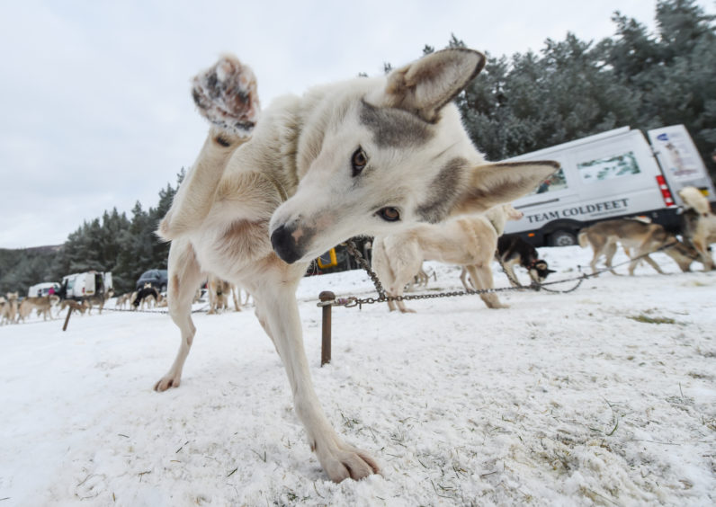 Huskies in the snow  at the Siberian Sled Dog Rally in Aviemore.