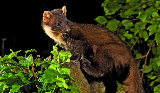 Pine marten