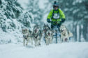Competitors at the Siberian Sled Dog Rally in Aviemore