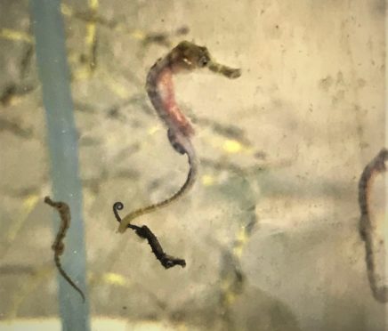 Youngsters from the first and second fries of seahorses in their nursery tank