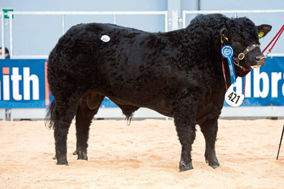 Reserve junior champion Limousin bull, Westhall Norris sold for 11,500gn.