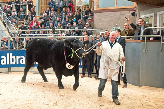 Linton Gilbertines Elgin picking up a 25,000gn price in the sale ring.