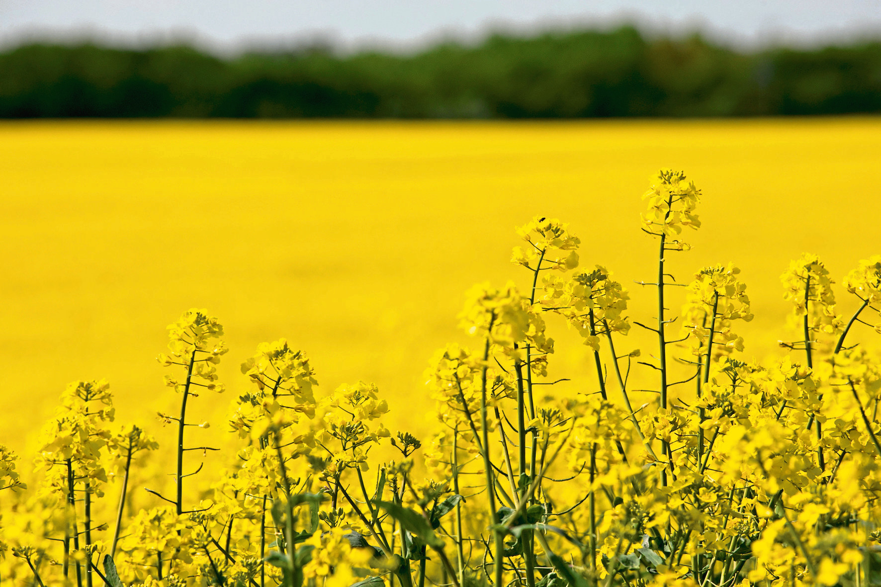 Mr Nicholson said the collapse of the UK oilseed rape market was an example of the impact of allowing lower standard imports into the country.