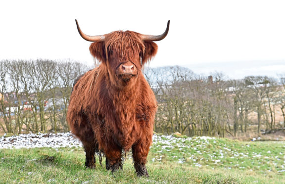 Farming Journal - Peterhead - Farmer Craig Finnie with his herd of Highland Cattle. PS there were only the cattle in the field and no rosettes etc.
Picture by COLIN RENNIE  January 29, 2019.