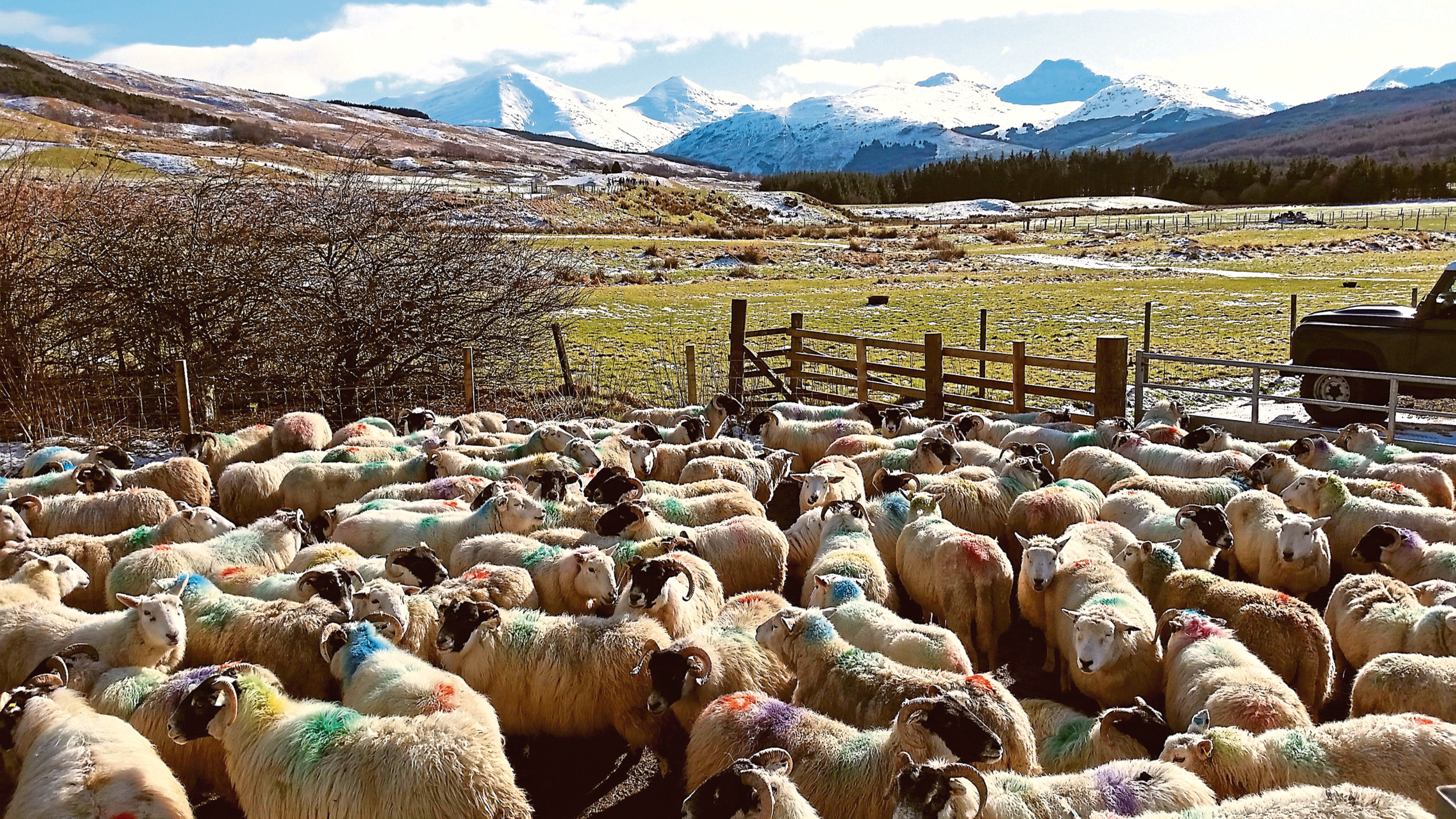 Sheep at the SRUC hill and mountain research centre