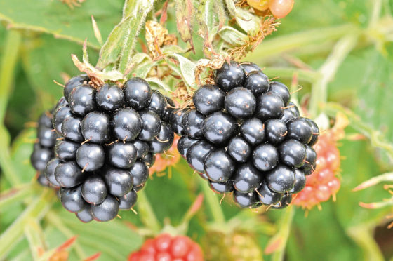 The blackberry breeding programme has been hailed a success.