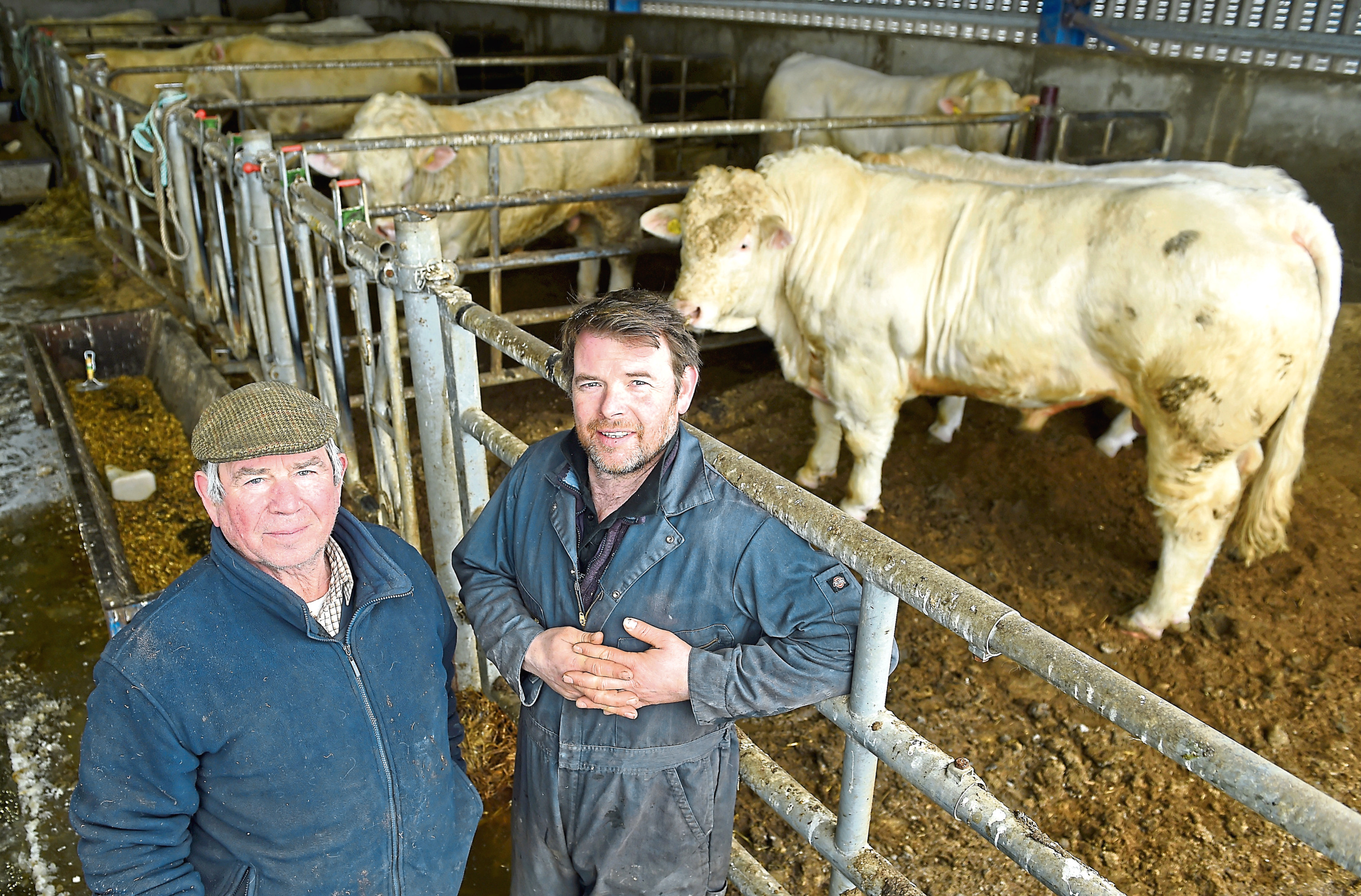 Johnny and Raymond Irvine with some of their Charolais bulls which are going forward at the forthcoming Stirling Bull Sales.