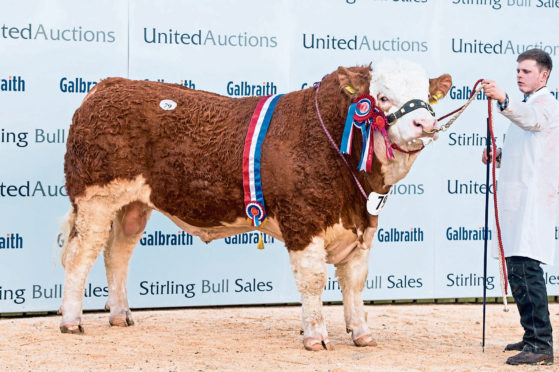 Islavale Islander was overall Simmental champion.