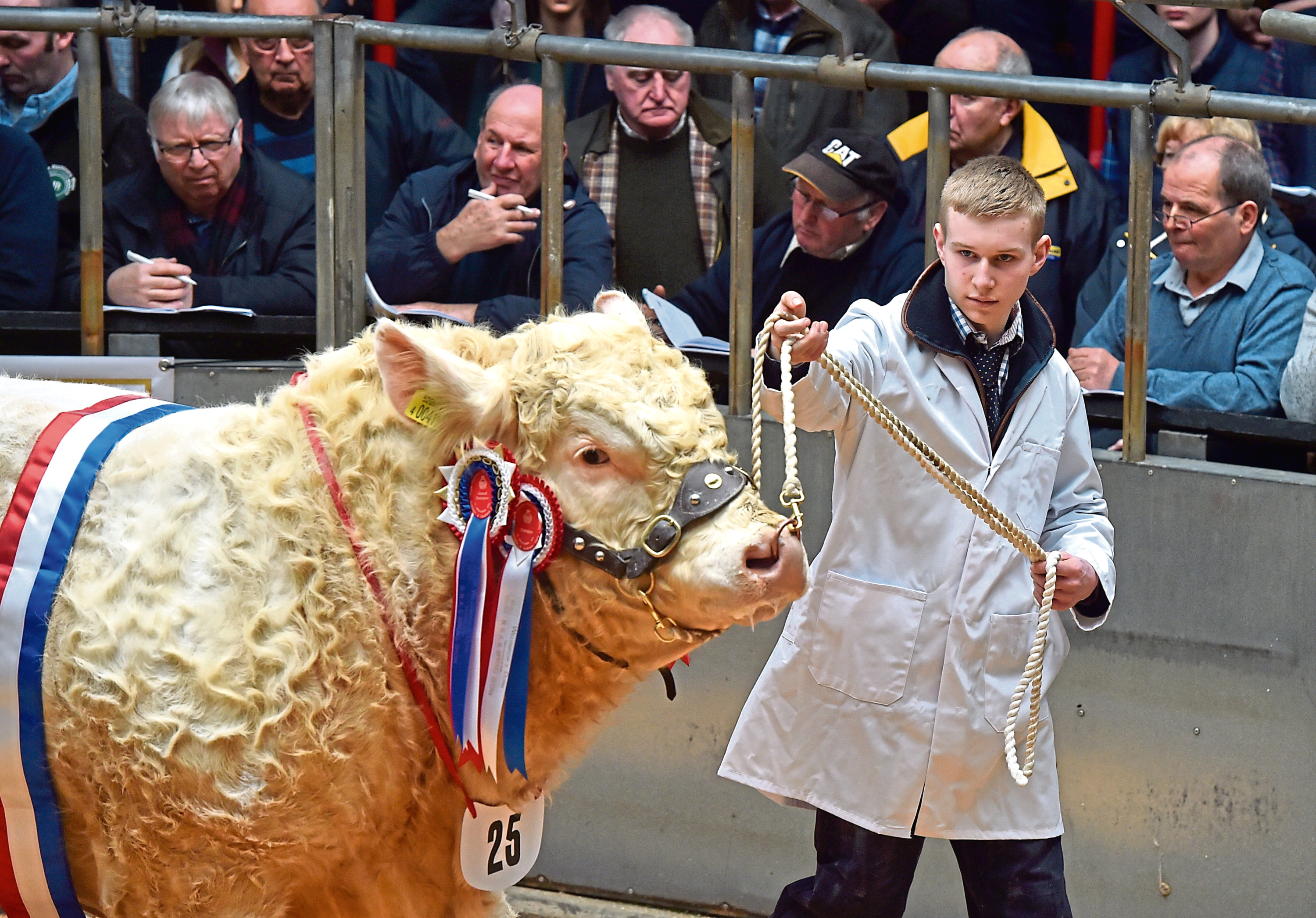 Mark Leggat leads the champion bull through the sale ring as it sells for 9,500gn.