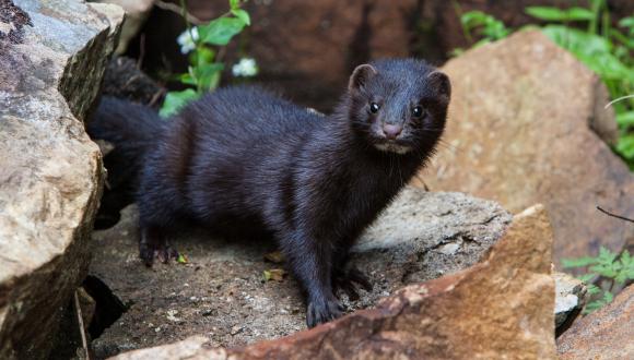 The non-native American Mink