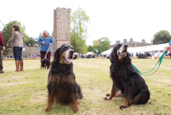 Gordon Setters at Gordon Castle.