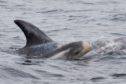 Risso 's dolphins have established a hotspot in the Western Isles.