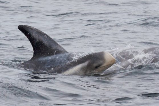 Risso 's dolphins have established a hotspot in the Western Isles.