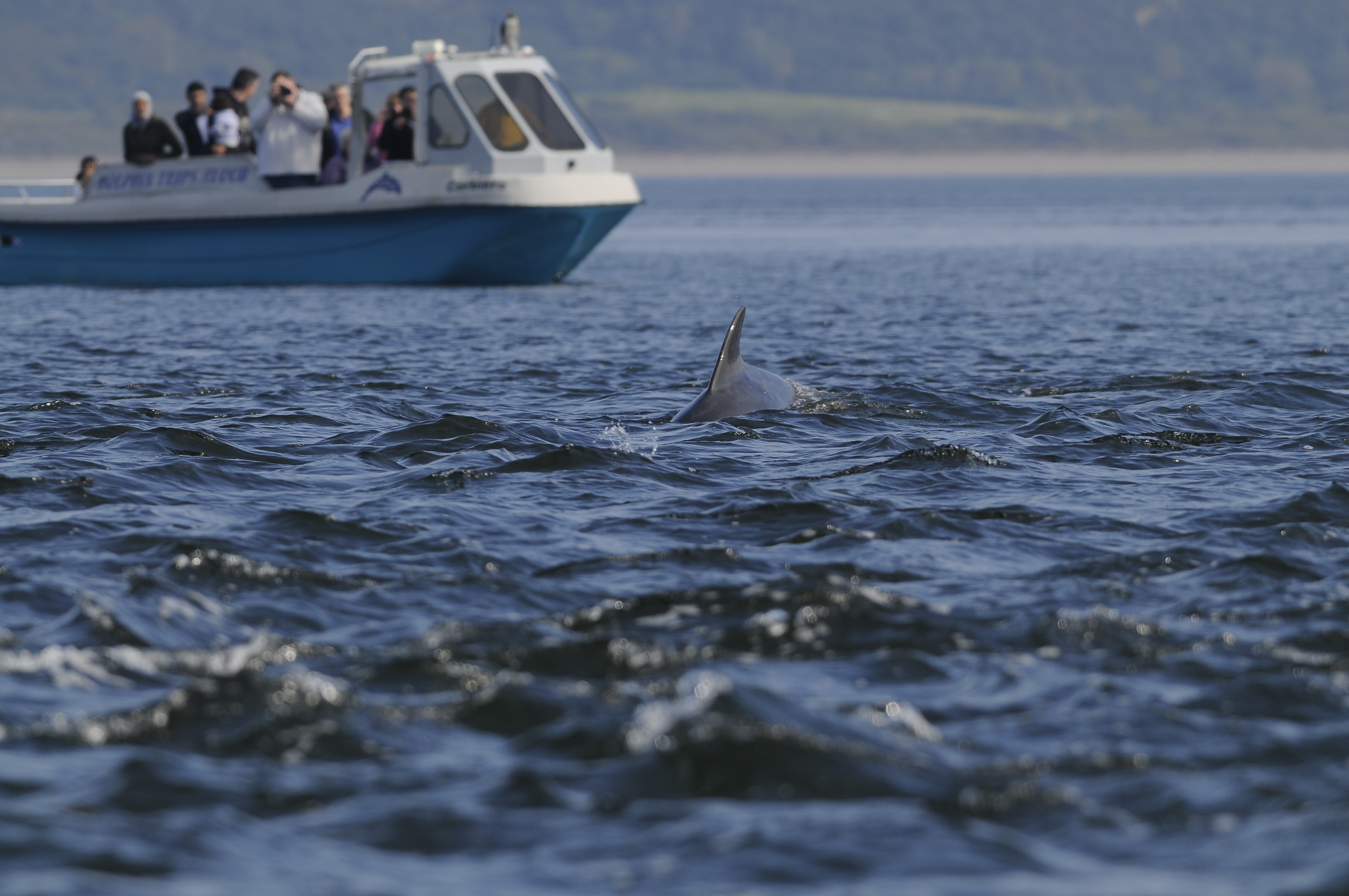 Bottlenose dolphins at Chanonry Point as keen wildlife tourists watch on