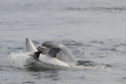 Two dolphins play together in the Moray Firth waters