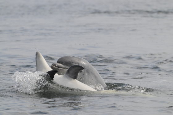 Two dolphins play together in the Moray Firth waters
