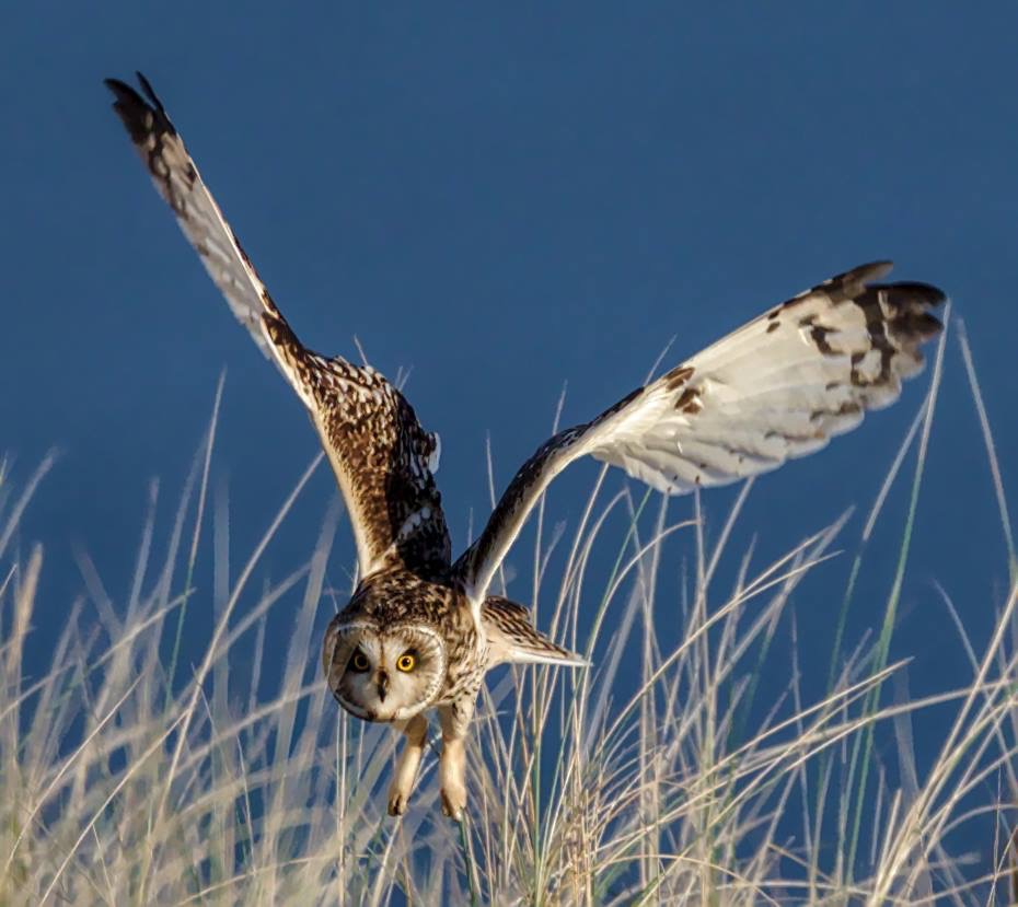 Short-eared owl about to dive on prey