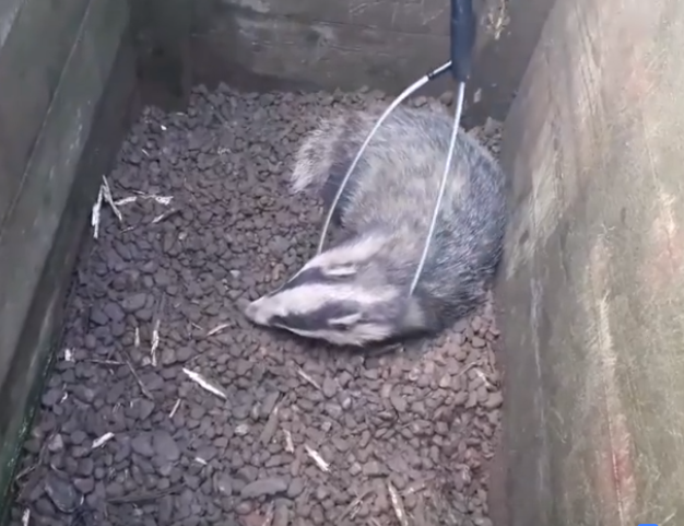 The badger being rescued from within a trench at the Blackdog rifle range outside Aberdeen